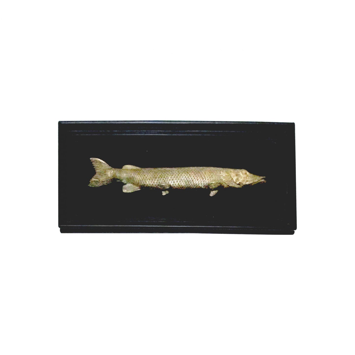 Set of 6 Early 20th Century Bronze Freshwater Fish Mounted On a Black Frame