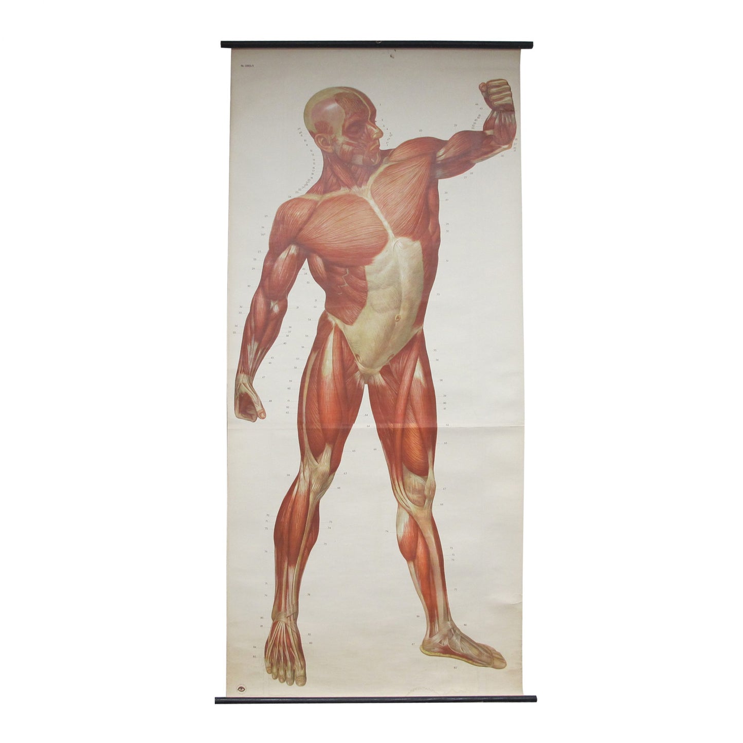 Anatomical prints - Medical Studies