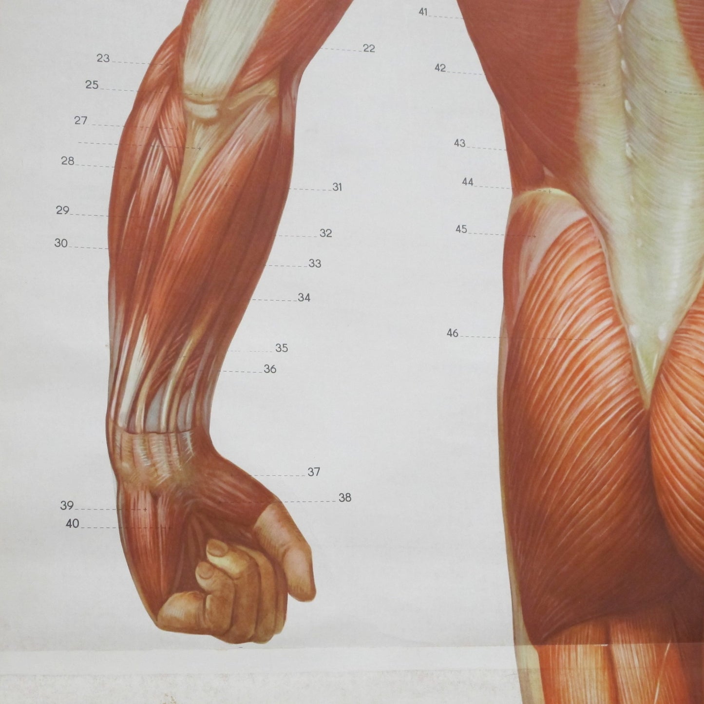 Anatomical prints - Medical Studies