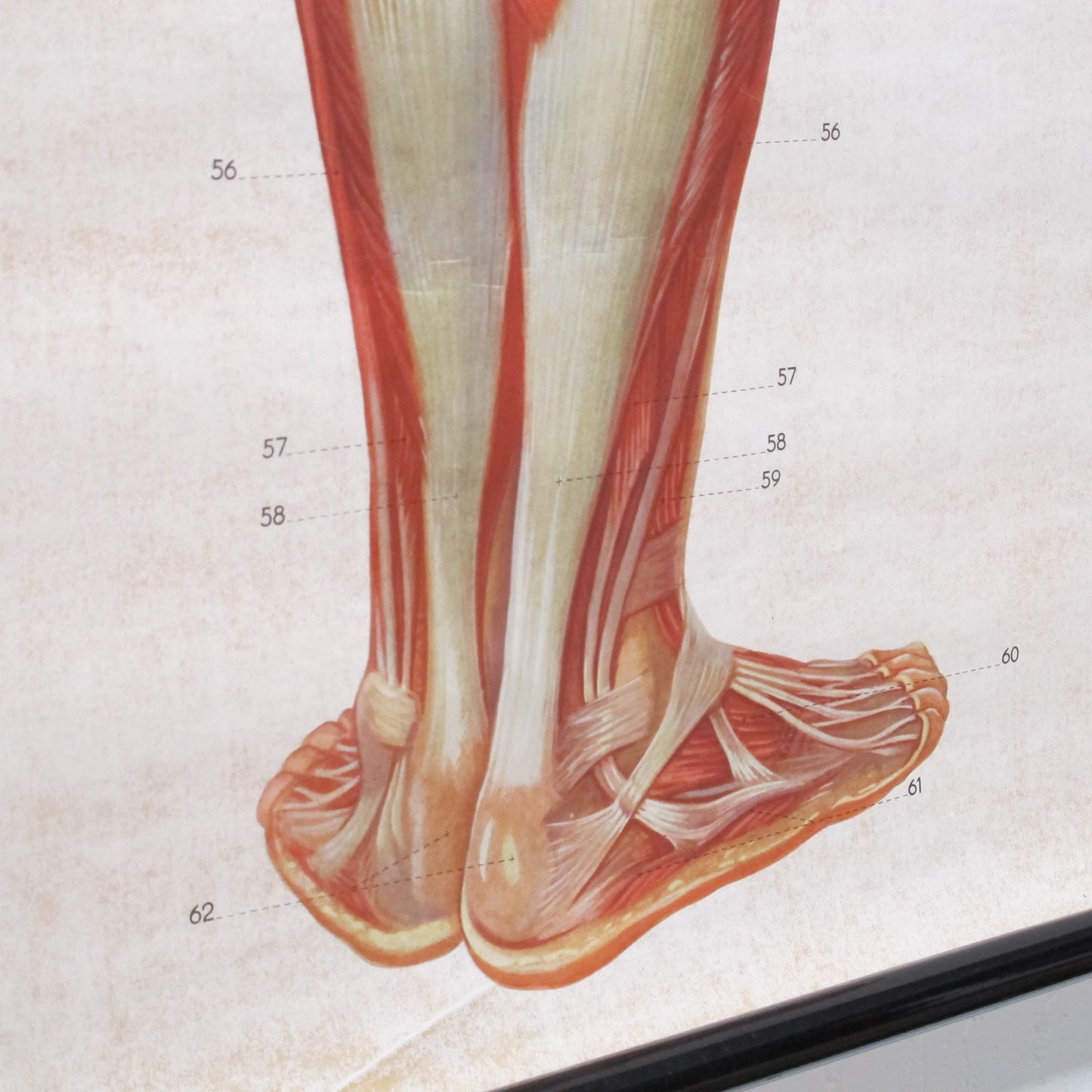 Anatomical prints - Medical Studies