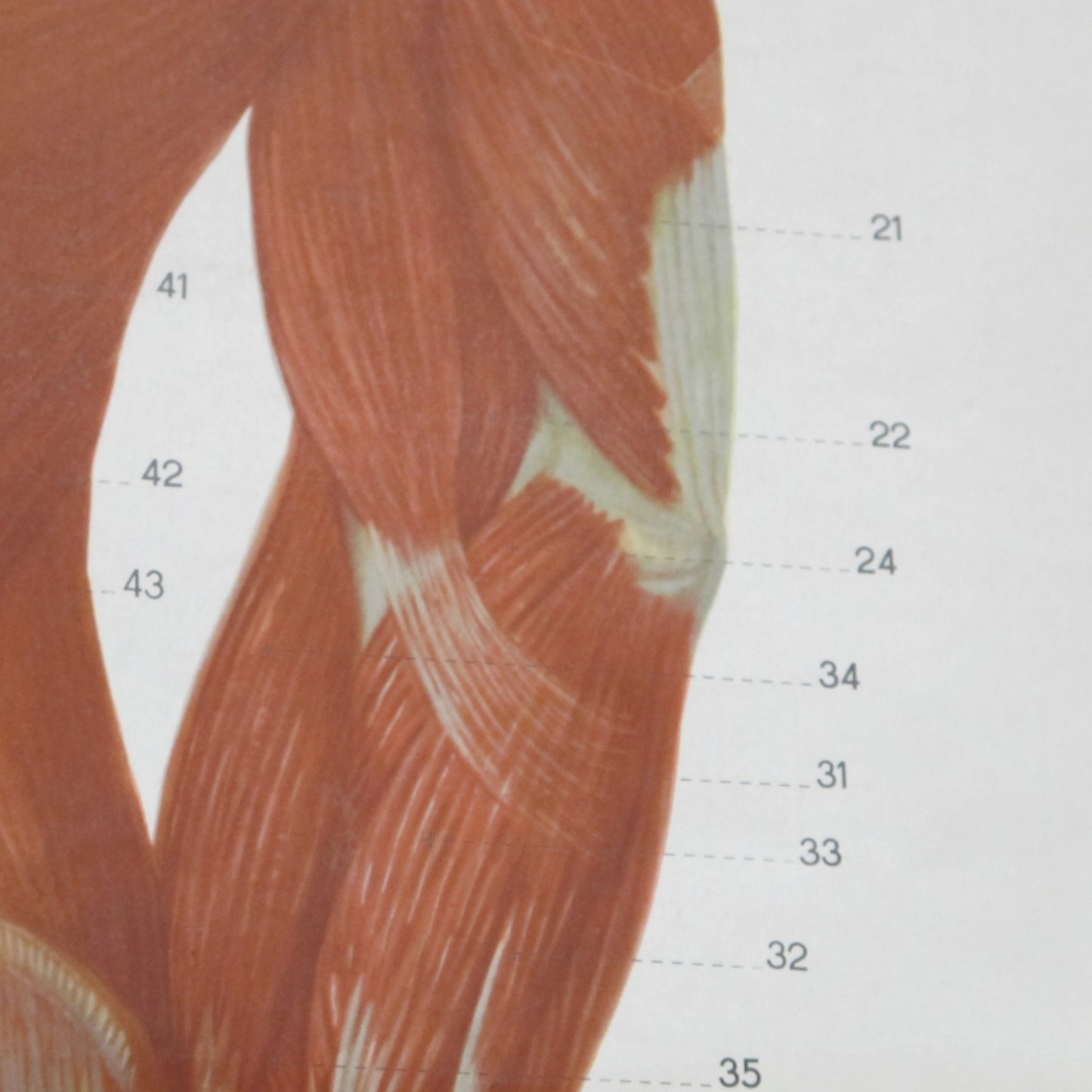 Anatomical prints - Medical Studies