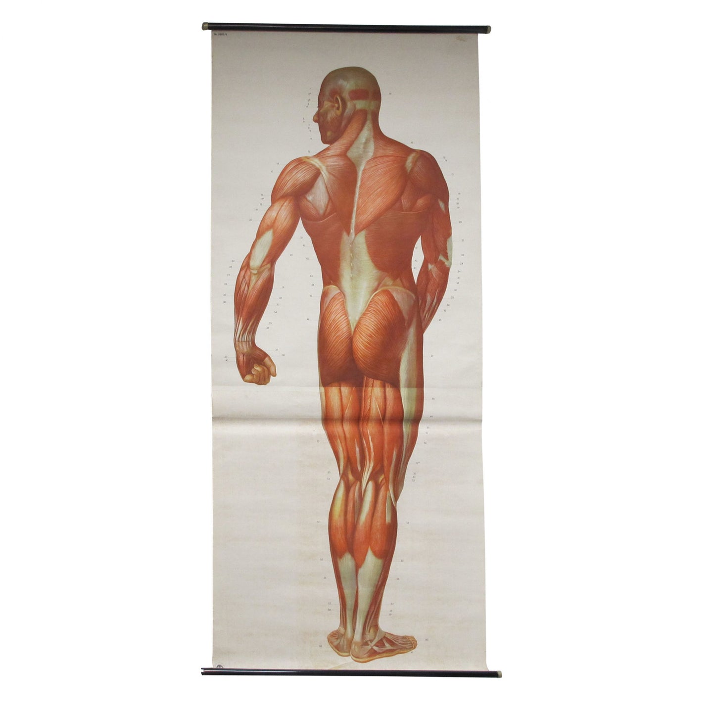 Anatomical prints - Medical Studies