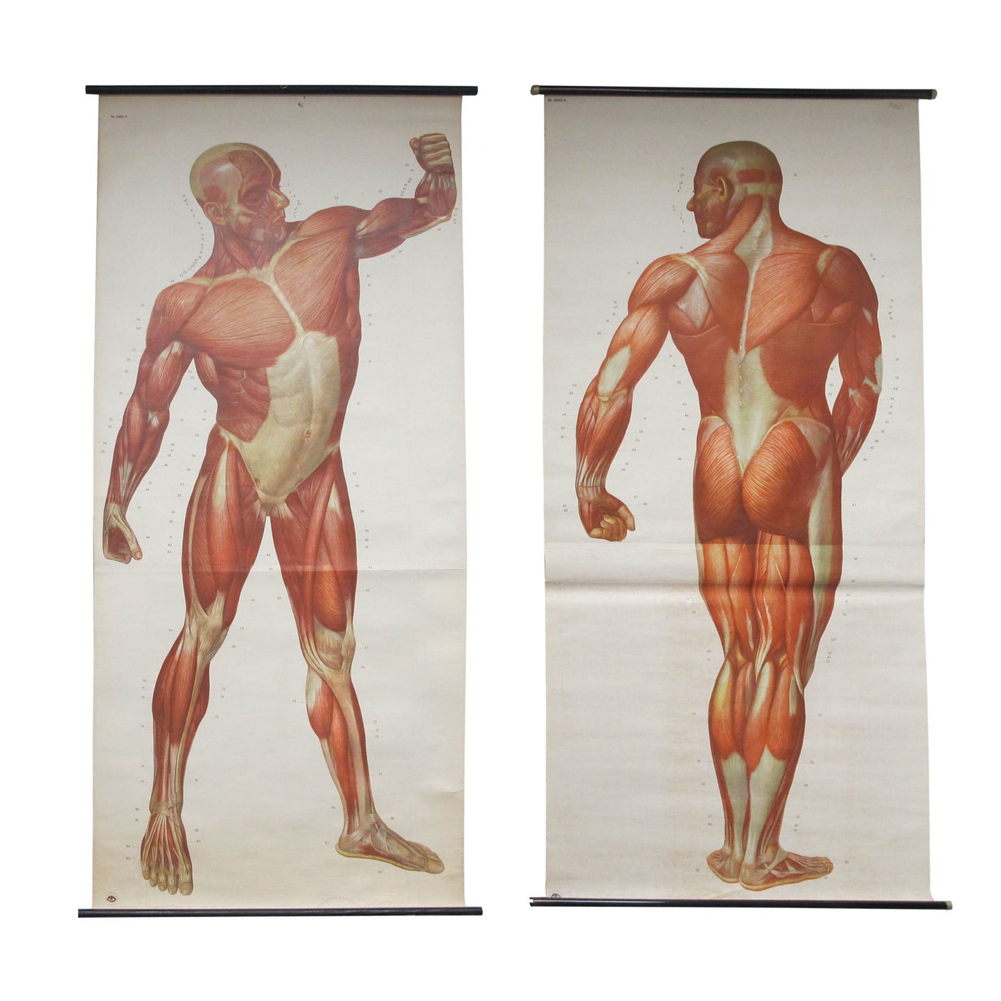 Anatomical prints - Medical Studies