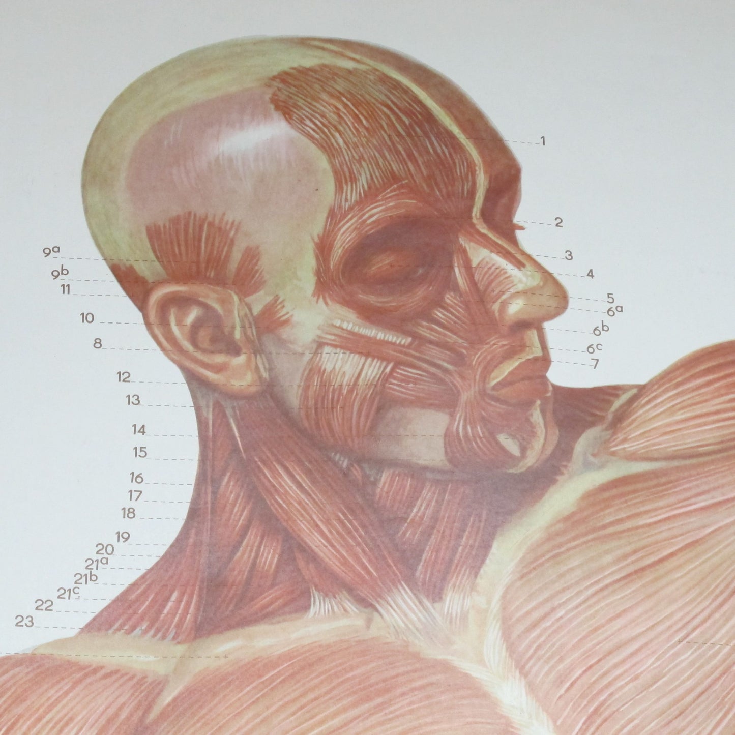 Anatomical prints - Medical Studies