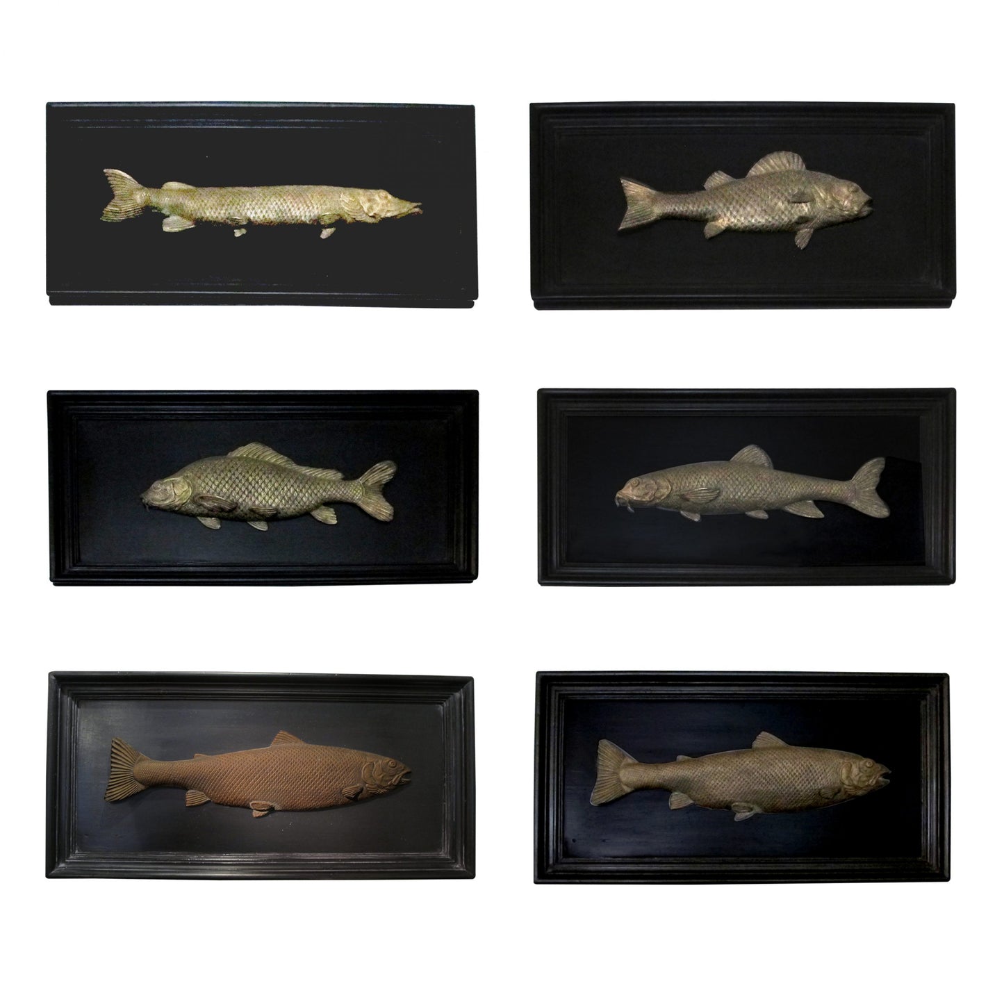 Set of 6 Early 20th Century Bronze Freshwater Fish Mounted On a Black Frame